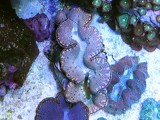 シャコガイ 貝類4.25更新